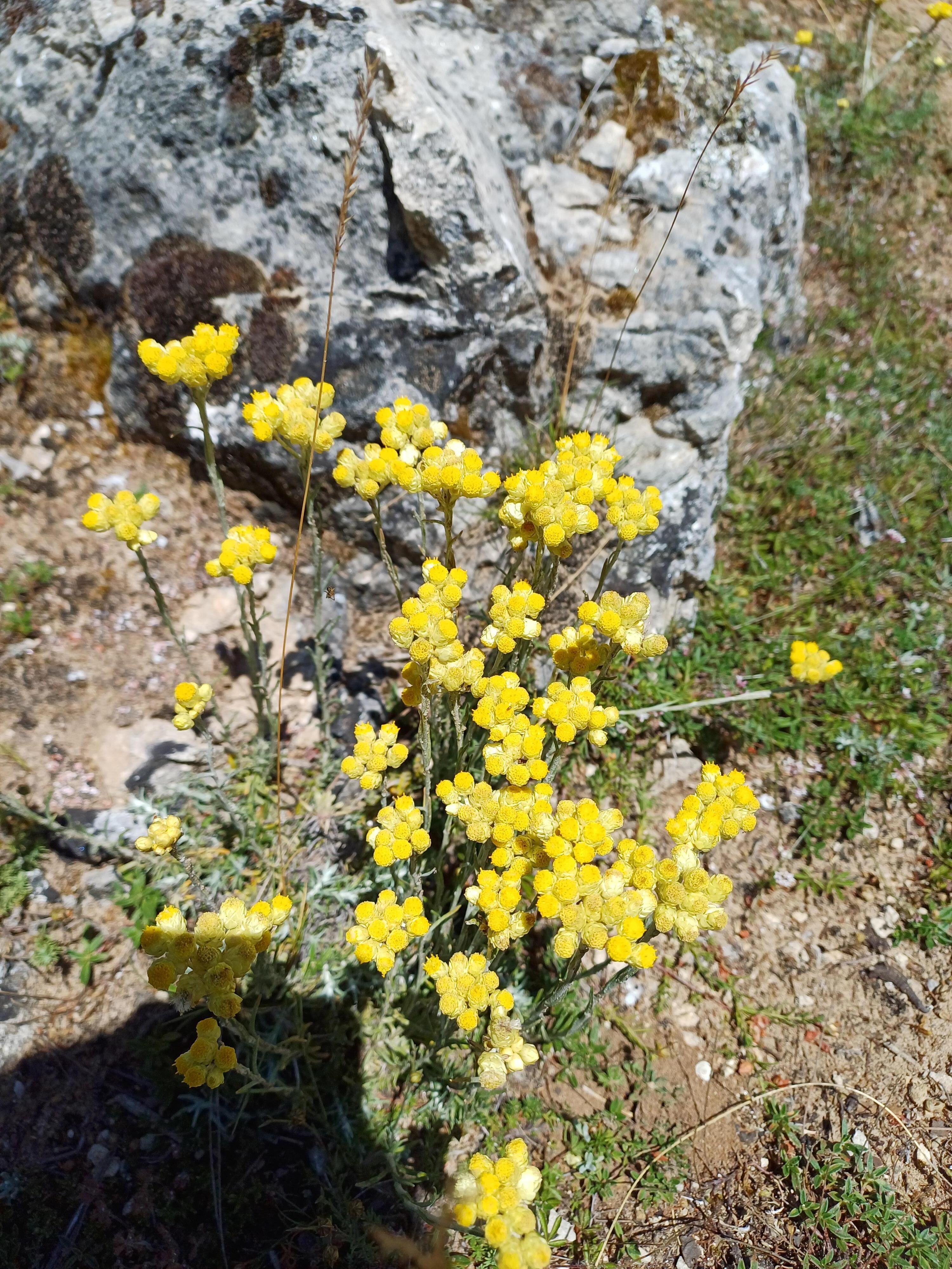 La flore est omniprésente lors des randonnées ainsi que le vol des Vautours dans les gorges du Tarn