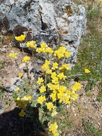 La flore est omniprésente lors des randonnées ainsi que le vol des Vautours dans les gorges du Tarn