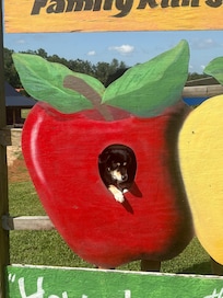 Justin’s orchard, beautiful and lots to do for kids. But for the best blackberries I suggest “fruit of the spirit”