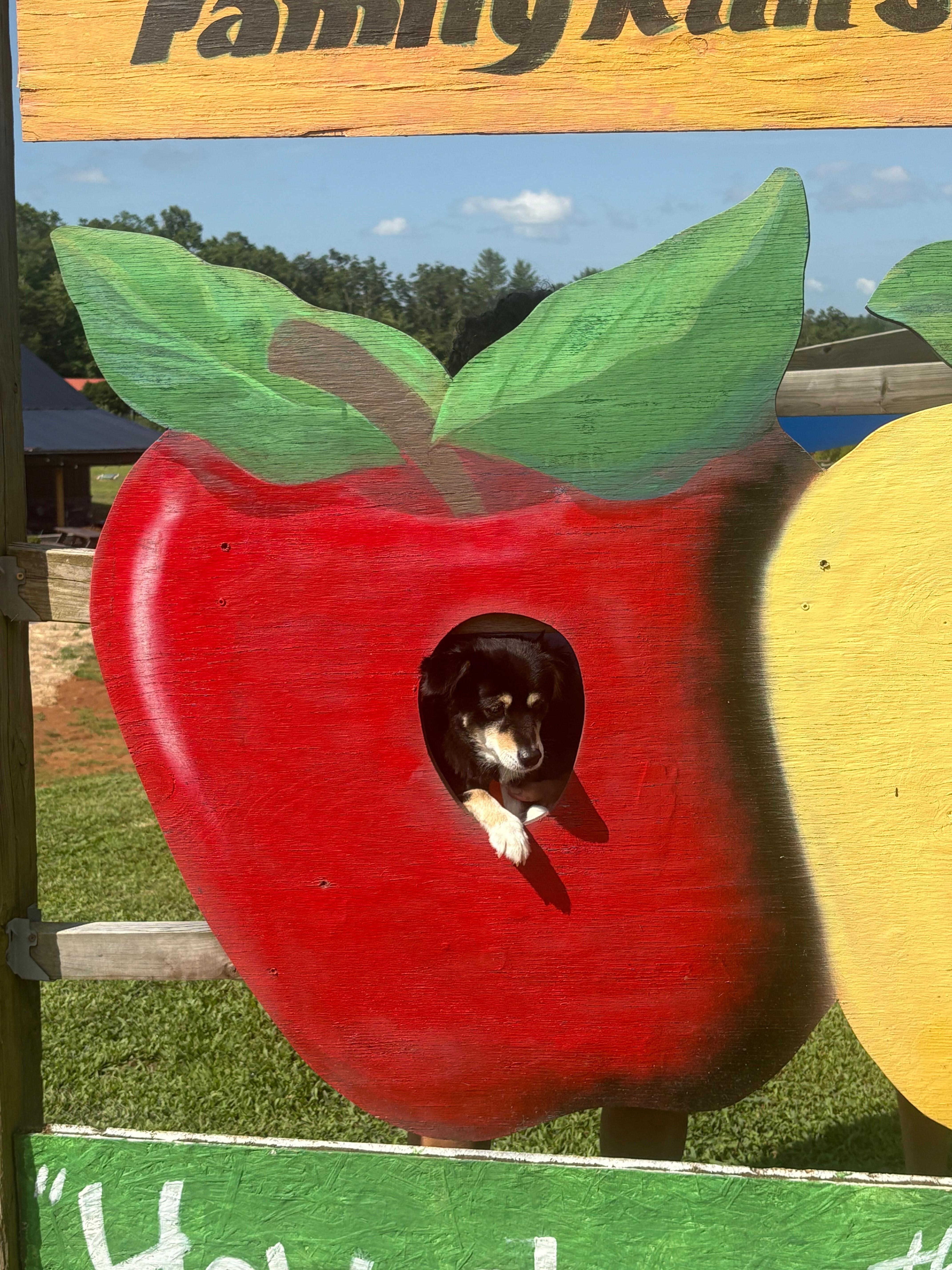 Justin’s orchard, beautiful and lots to do for kids. But for the best blackberries I suggest “fruit of the spirit”