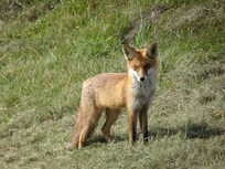 Fuchs in den Sundischen Wiesen