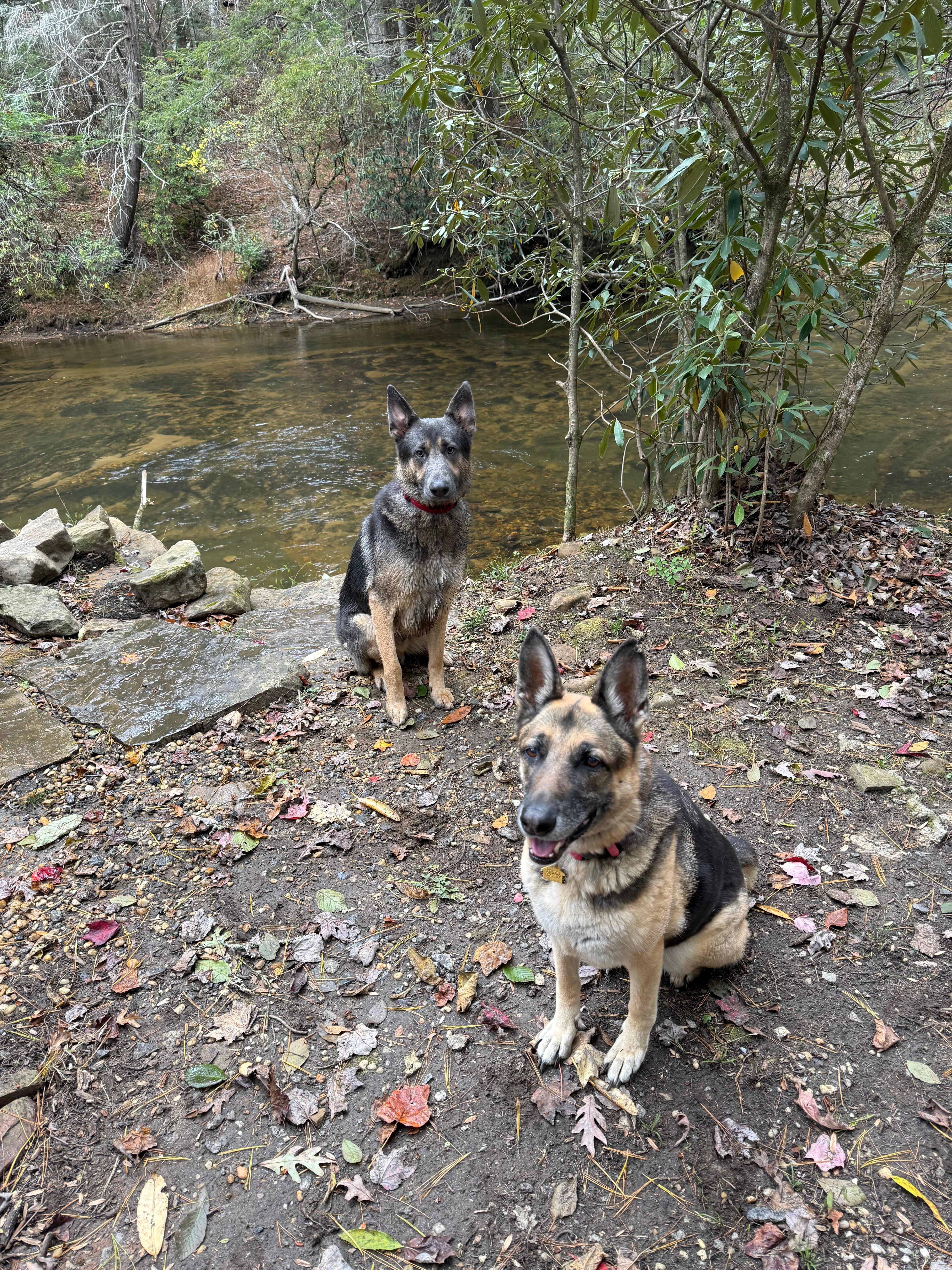 Pups enjoyed the property and river front. Lived their best life!