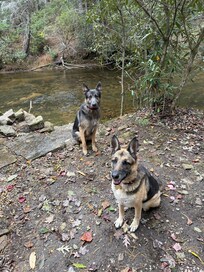 Pups enjoyed the property and river front. Lived their best life!