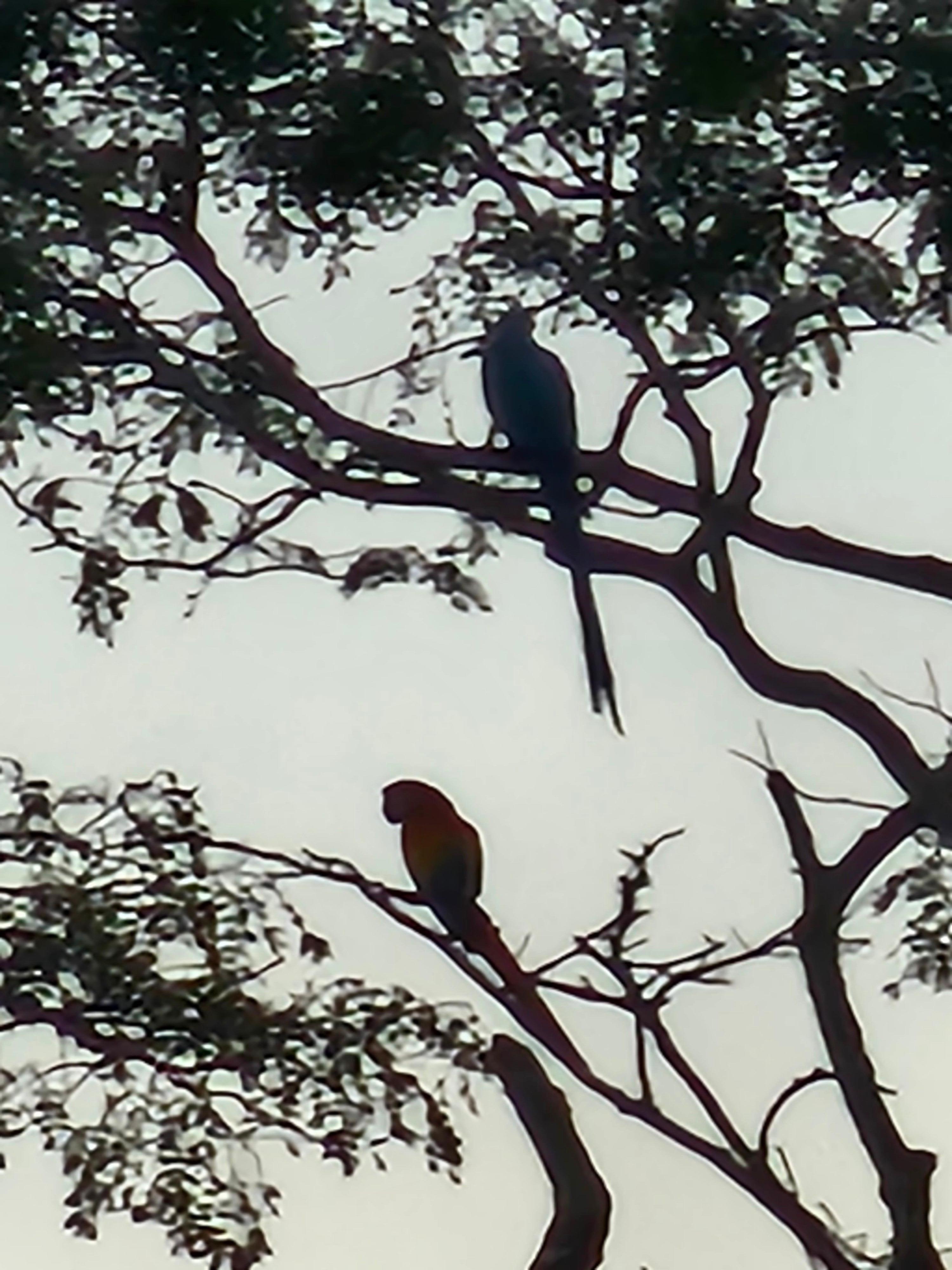 The macaw were out every day break around the house as many as 8 at one time and we seen one that was blue several times 