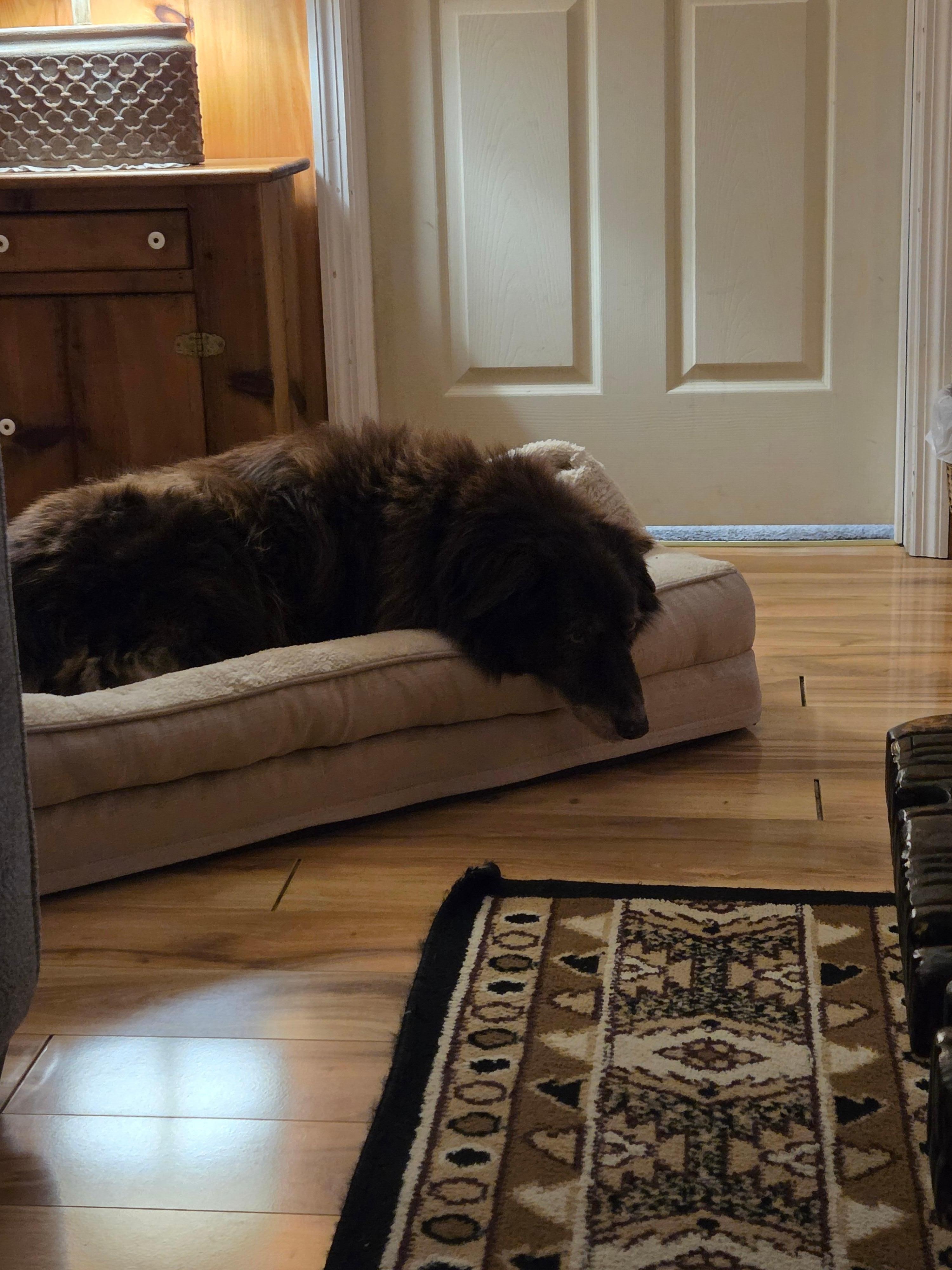 Our dog, Otto, felt right at home.