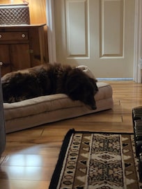 Our dog, Otto, felt right at home.