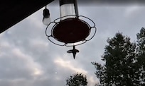 Hummingbird