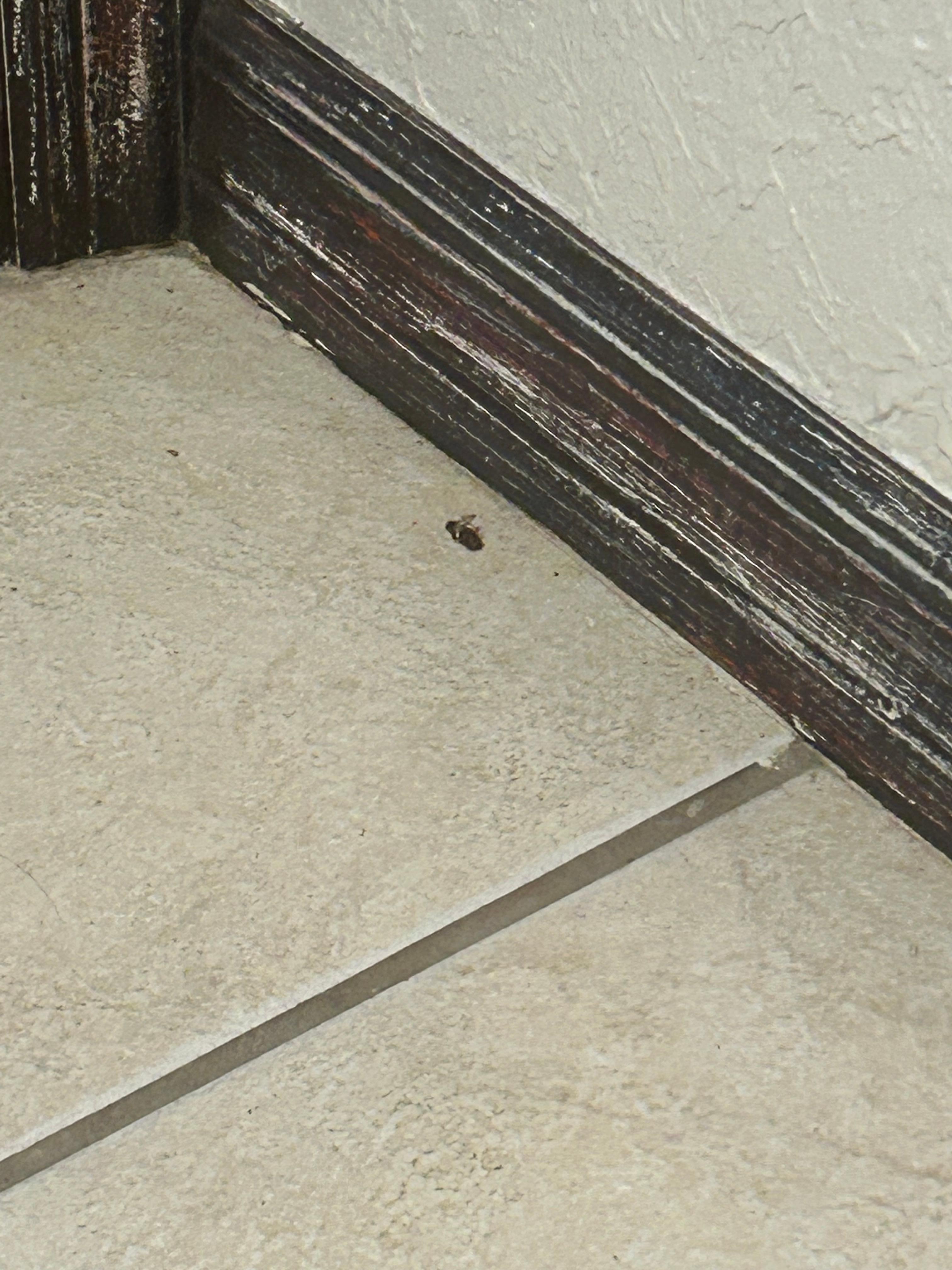 A roach I killed in the bathroom.