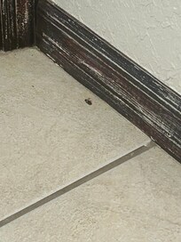 A roach I killed in the bathroom.
