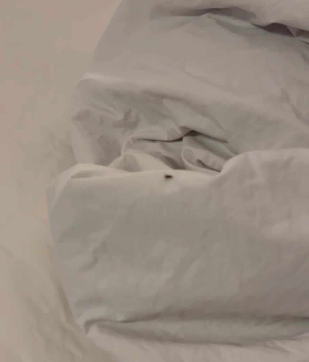 Bug 