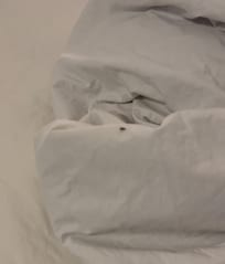 Bug