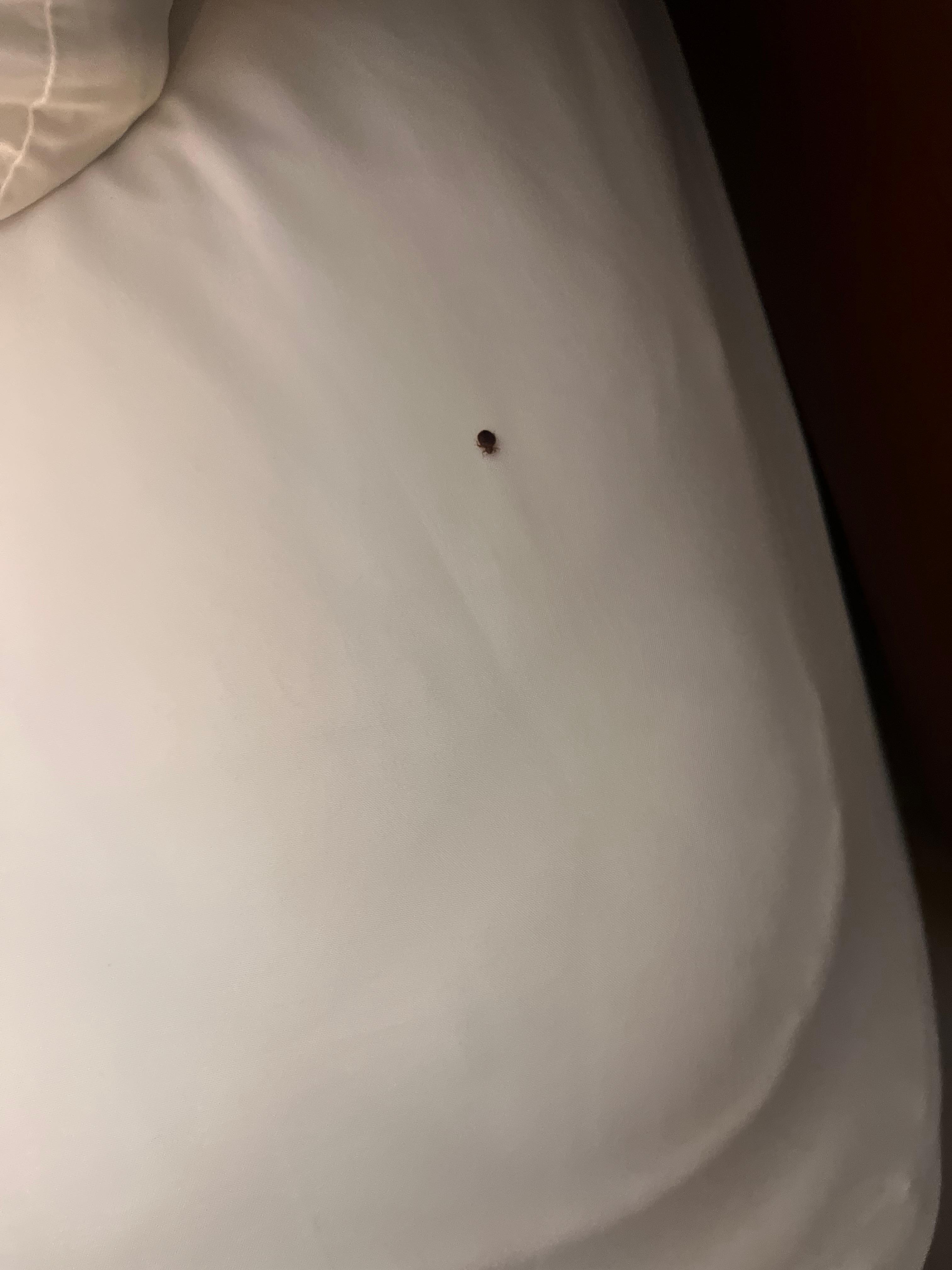 Bed bug 