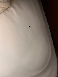 Bed bug