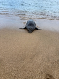 A friendly visitor.
