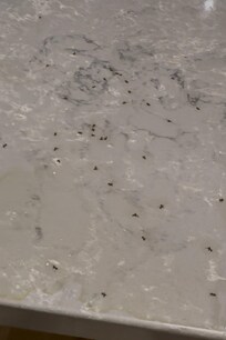 Ants on counter