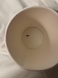 Bug found in the bed we put it in a cup to try to research and see what kind it was very disappointed