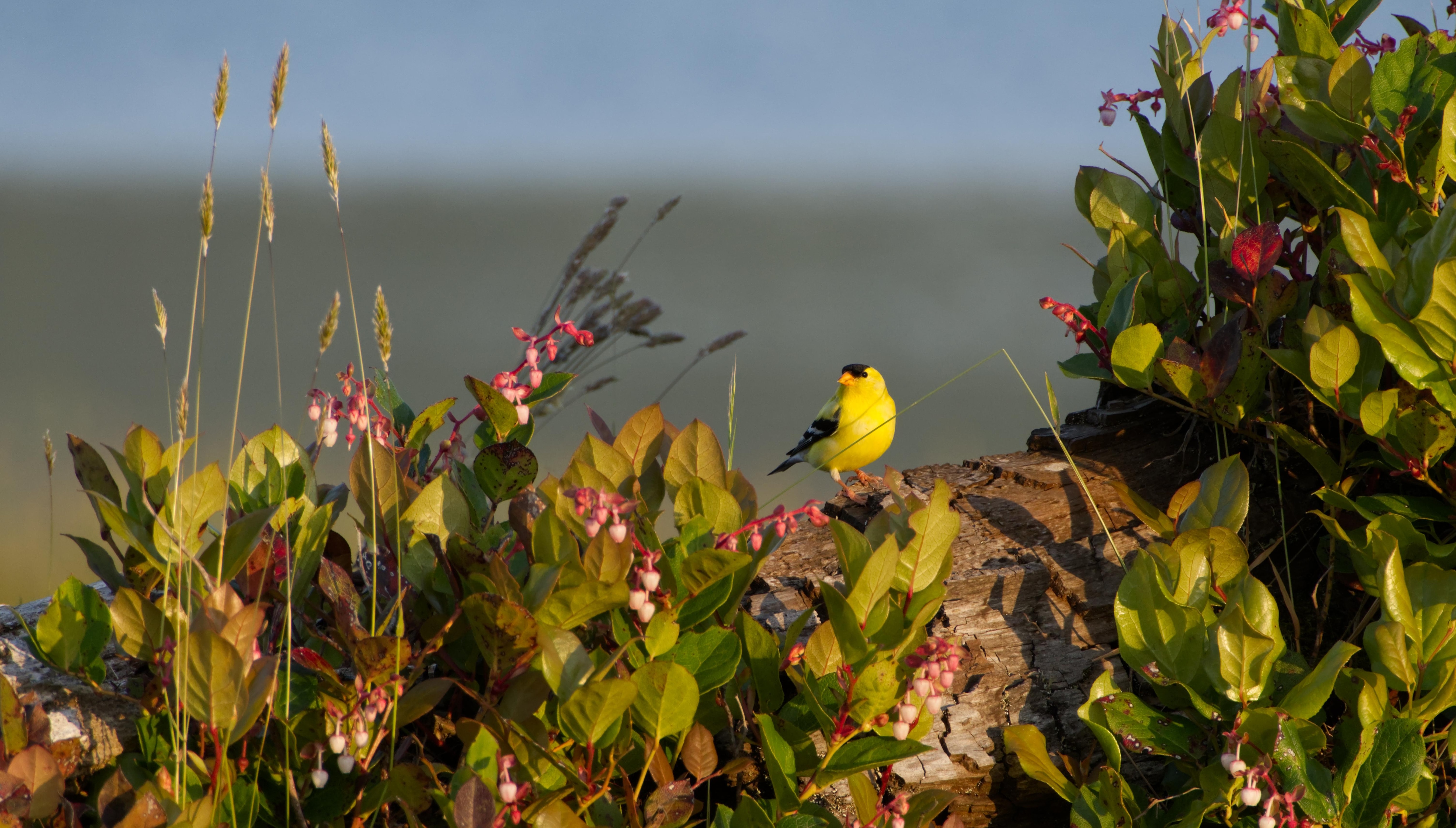 A goldfinch on a large piece of driftwood surrounded by bushes. 