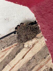 Swallow nesting…