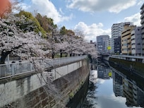Kanda River blossoms