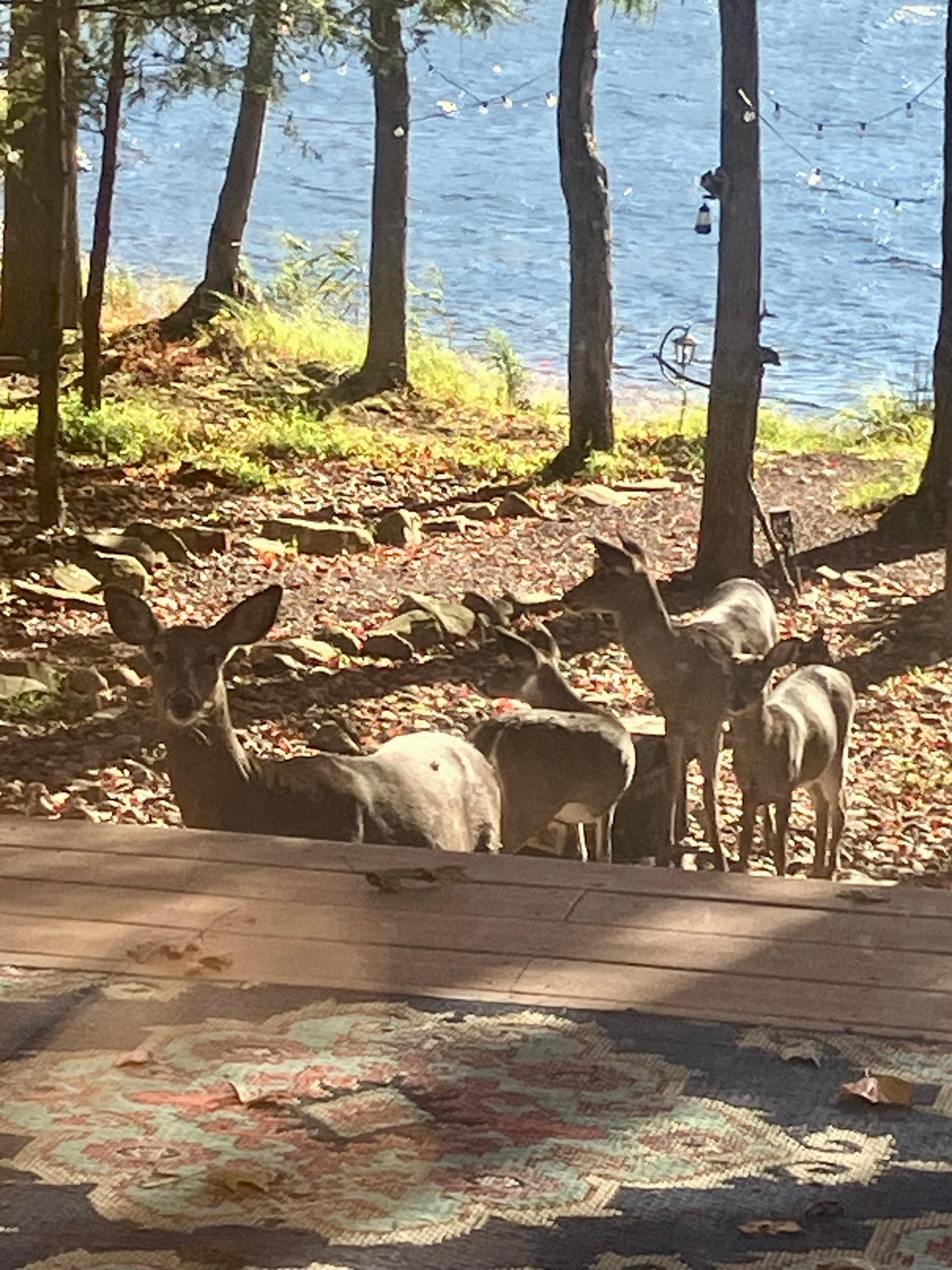 Deer at the deck — got any corn?