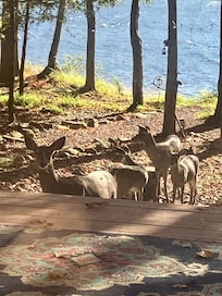 Deer at the deck — got any corn?
