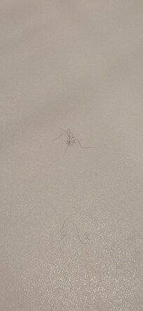 Public hair in shower