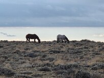 Wild horses