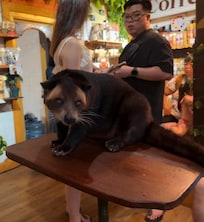 A Luwak, the animal that produces the exotic coffee in Bali. Found in the market at a coffee shop specializing in that coffee.