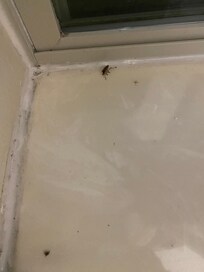 Bug.