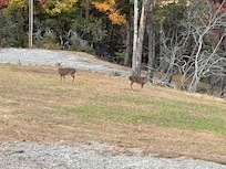 Deer!