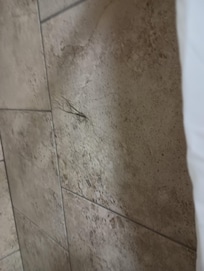 Clump of hair on shower wall