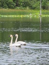 Swans on the lake.