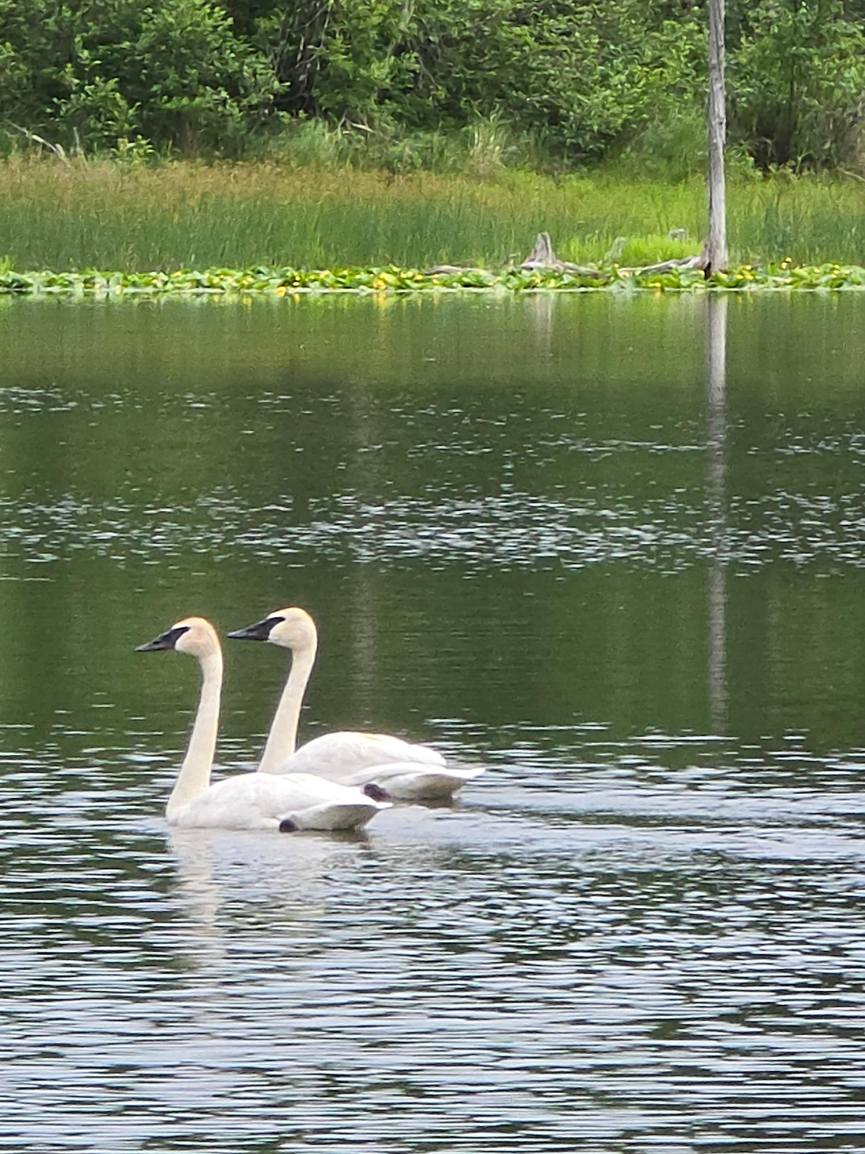 Swans on the lake.