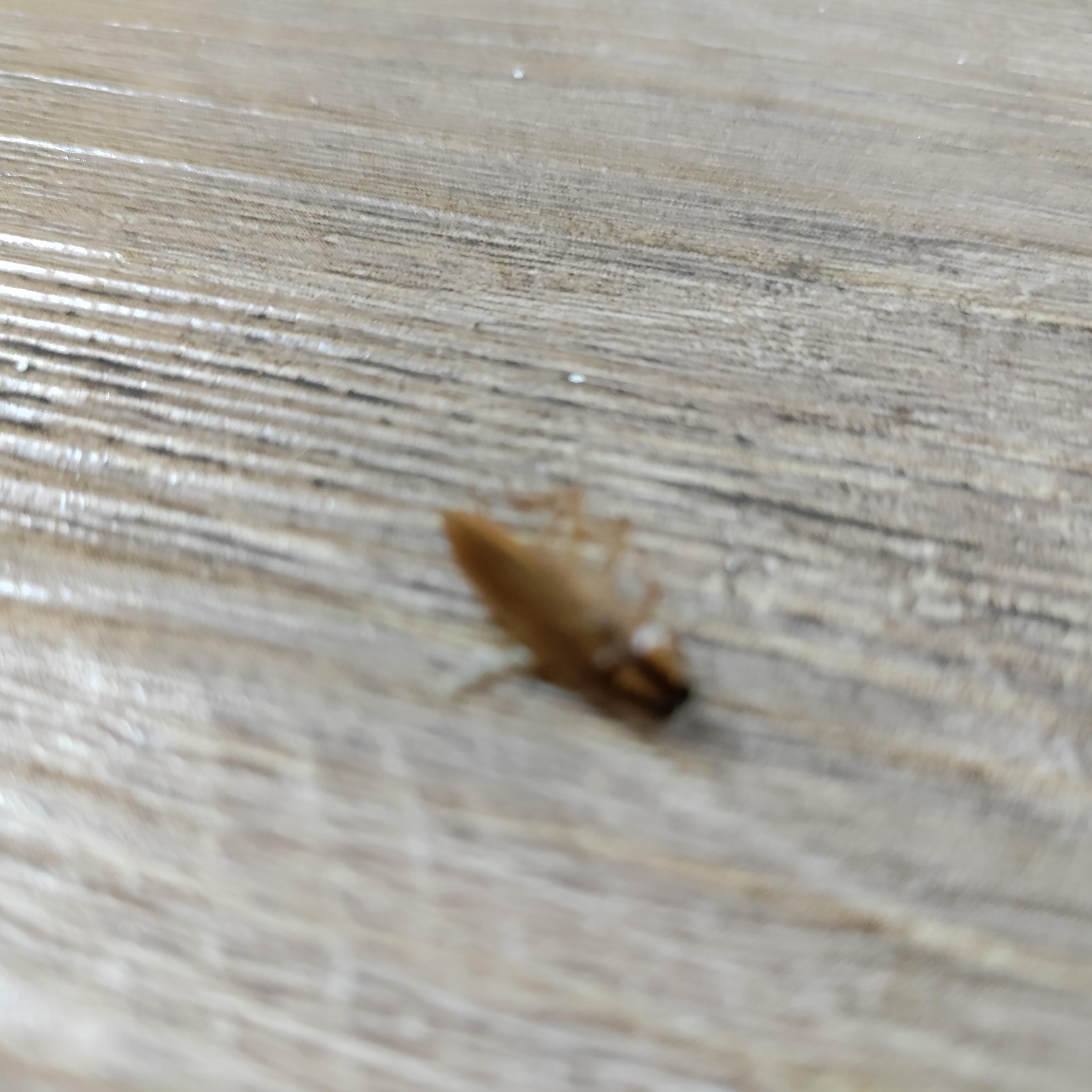 Roaches on floor.