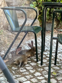 The resident bunnies !