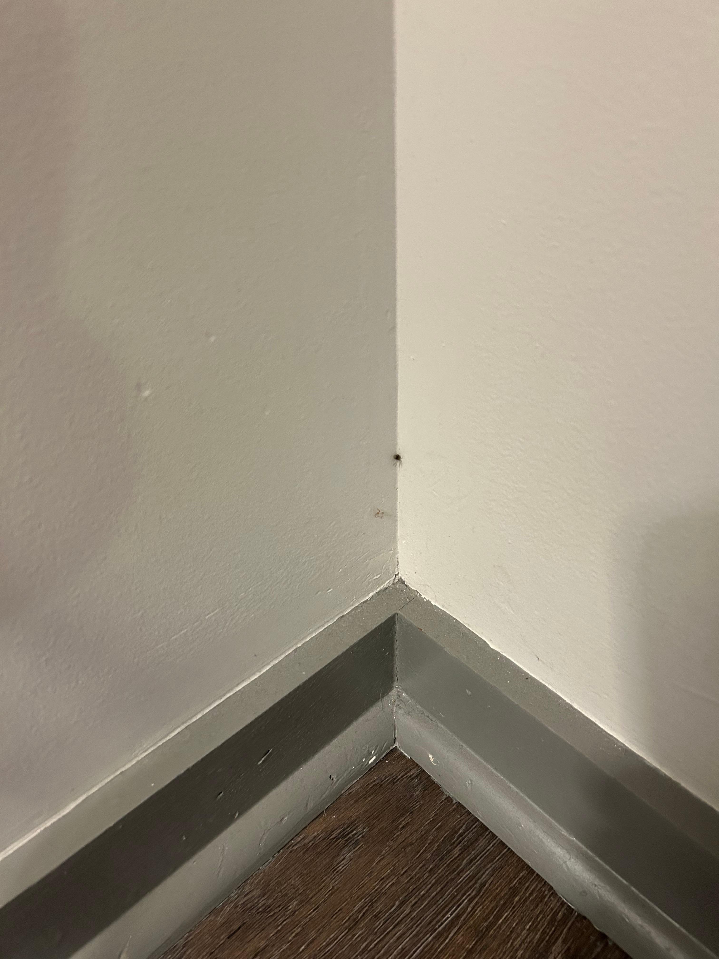Dead spider smack-dab first thing you see. How was this missed?