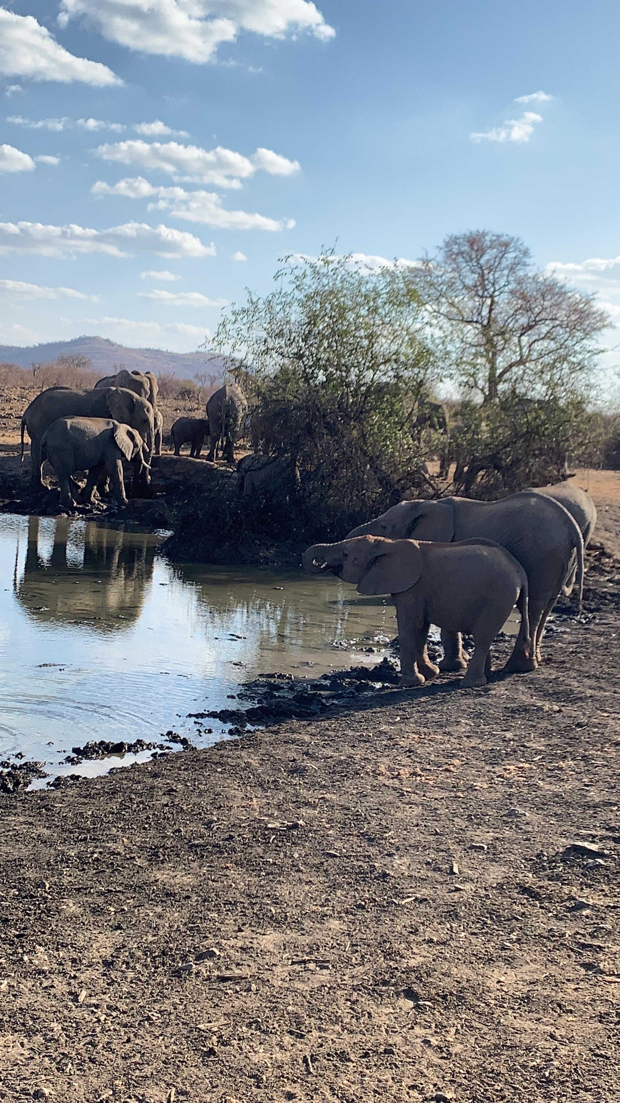 Elephants at the waterhole 