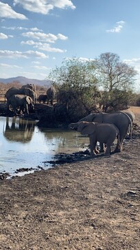 Elephants at the waterhole