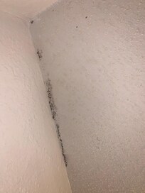 black mold