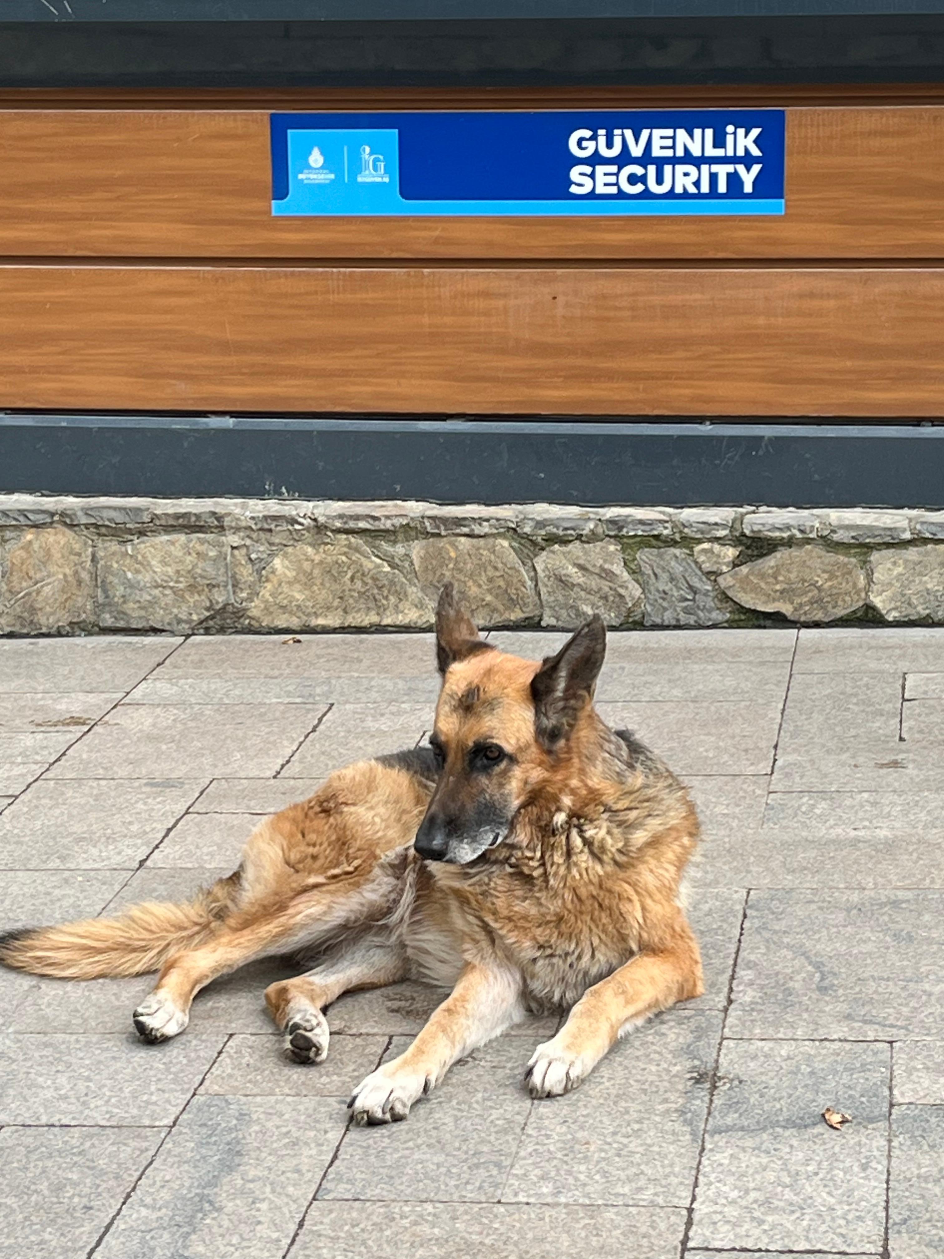 Guard dog at entry to Gul Jane gardens 20 mins walk