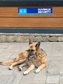 Guard dog at entry to Gul Jane gardens 20 mins walk