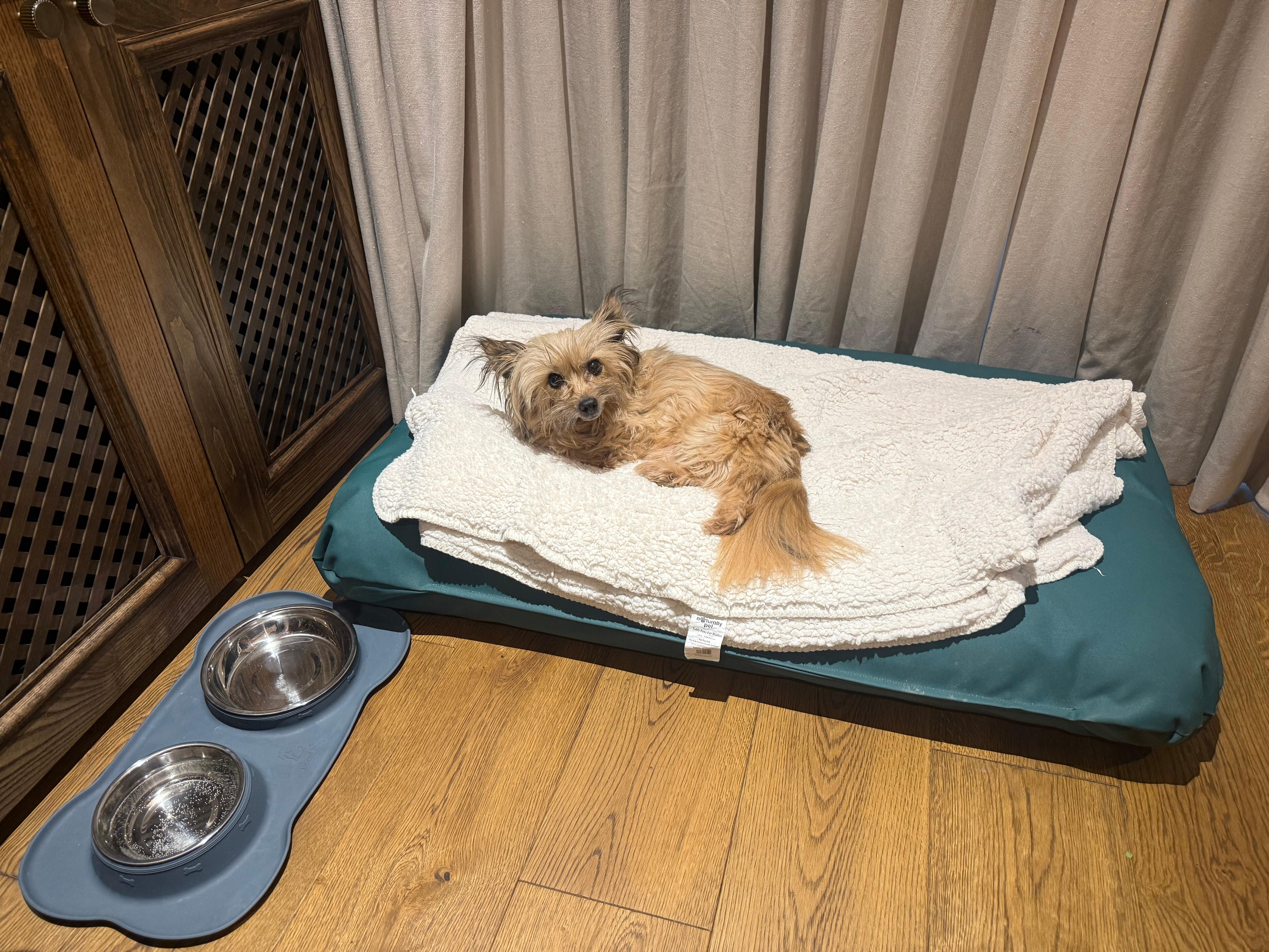 Huge dog bed and bowl set to use during his stay (our own blanket)