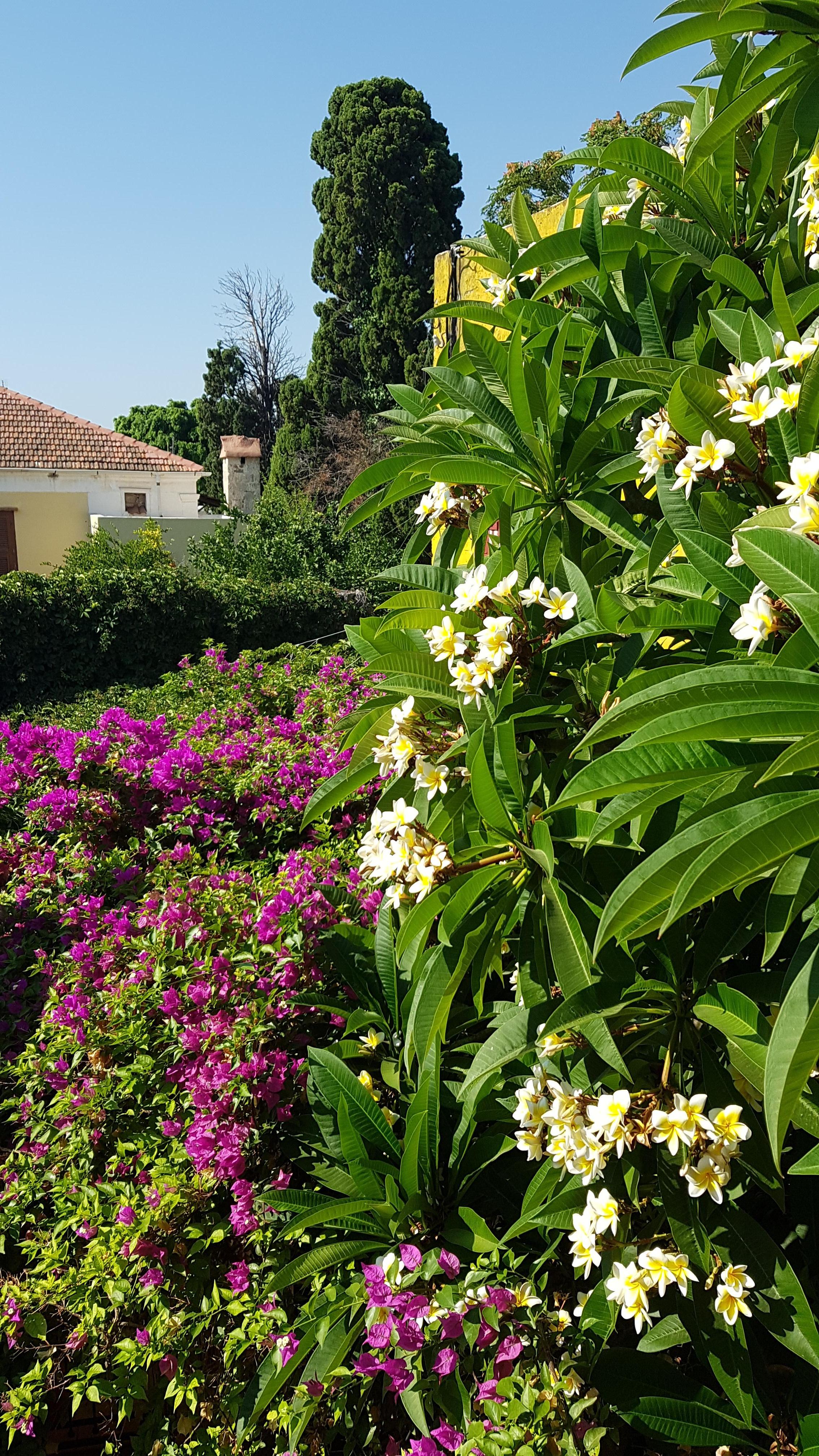 Foliage garden