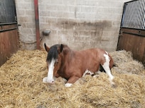 Stable horse