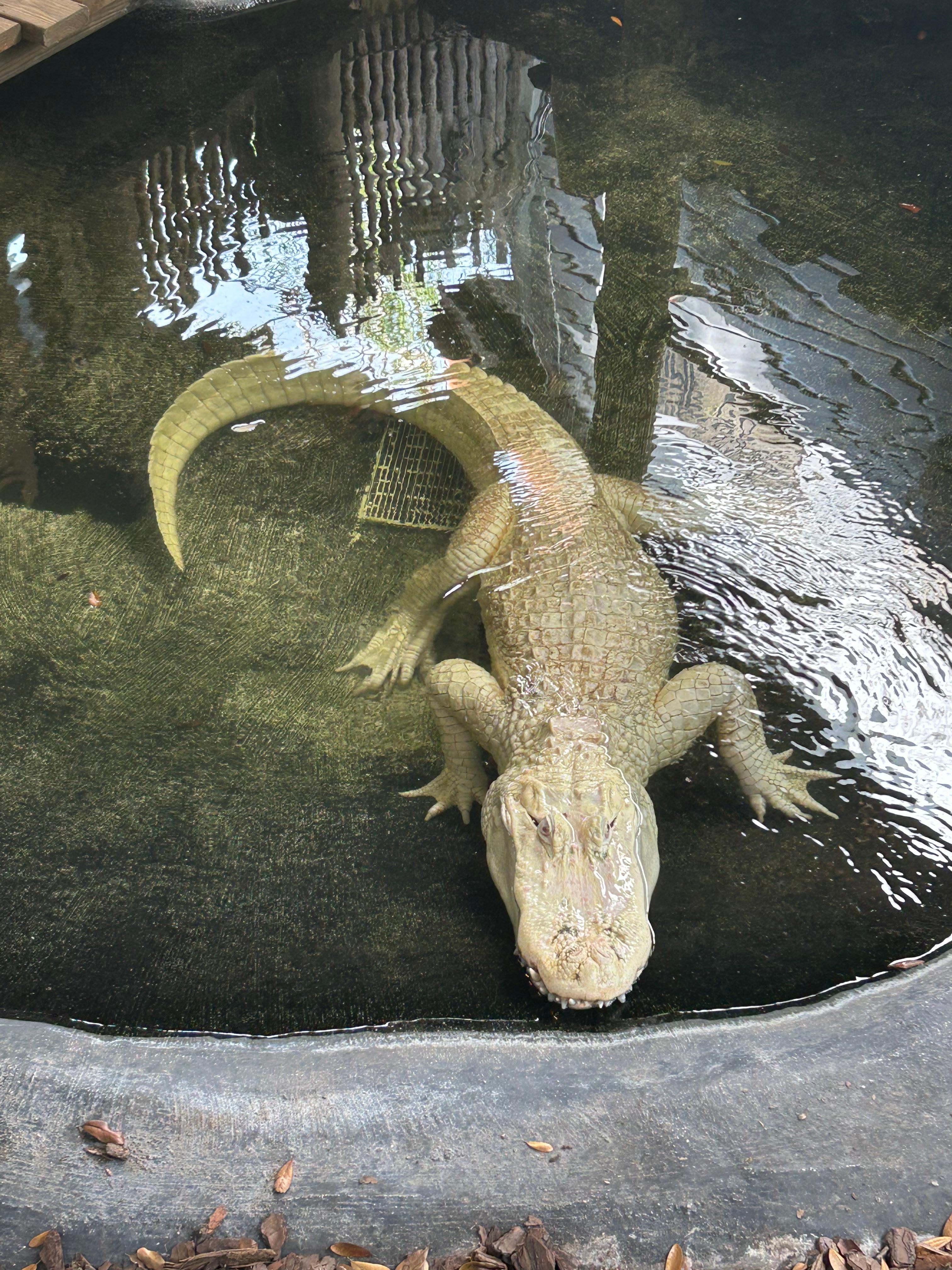 Albino Alligator