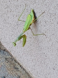 Had to take a picture, I have never seen one before. lol