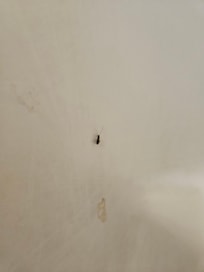 Cucuracha en una de las duchas.