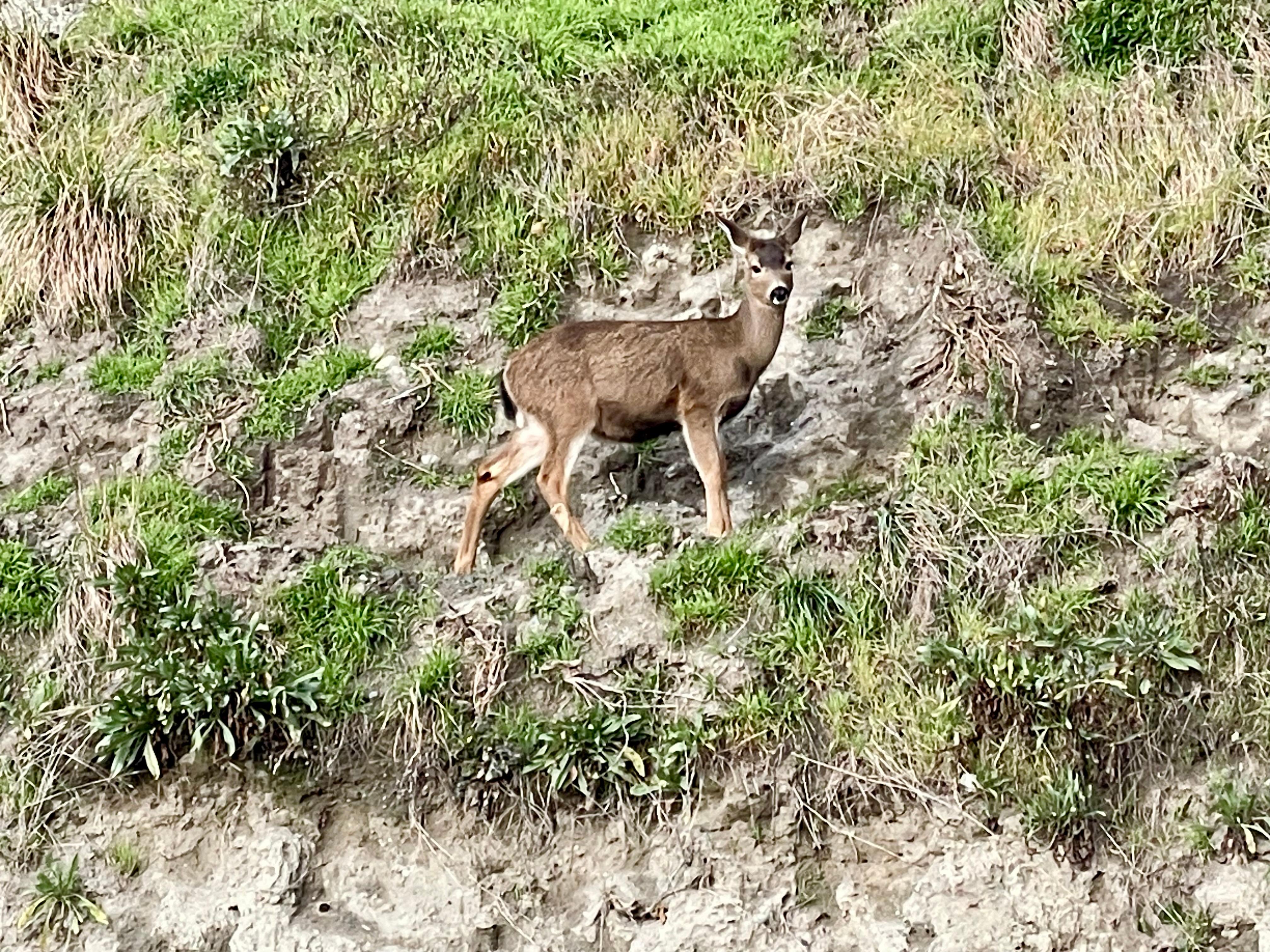 Deer just above Washington St. in Port Townsend 