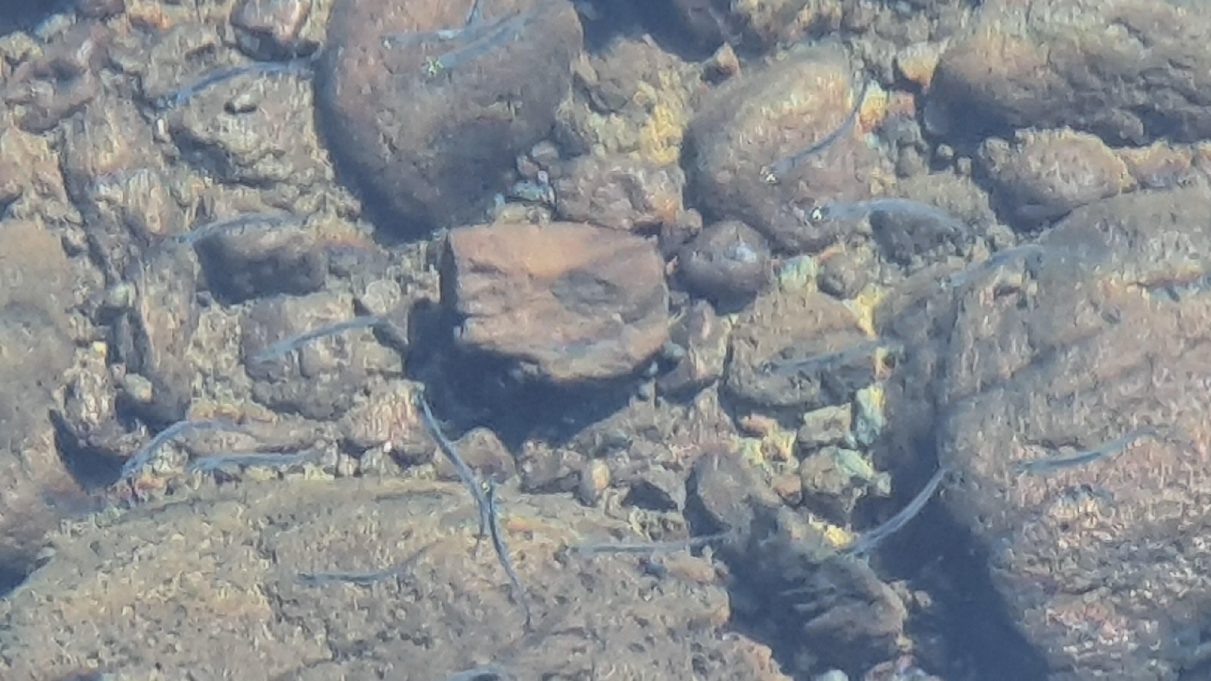 Un agua cristalina transparente en donde se aprecian asta los pequeños peces del lago.