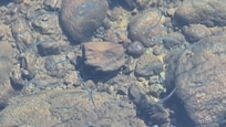 Un agua cristalina transparente en donde se aprecian asta los pequeños peces del lago.
